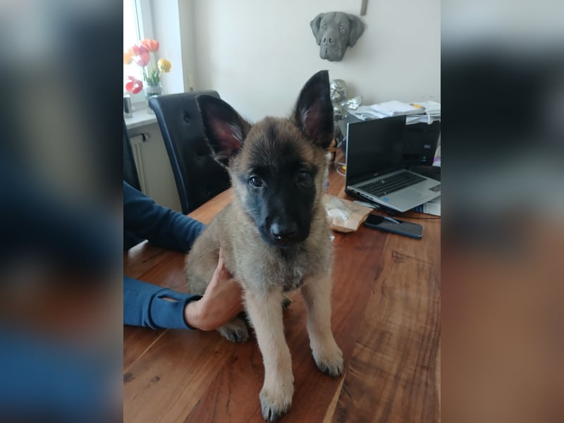 Belgische Schäferhund welpen Tervueren
