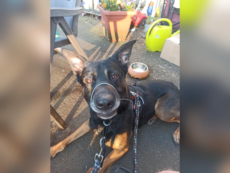 Malinois Mix sucht neues Zuhause