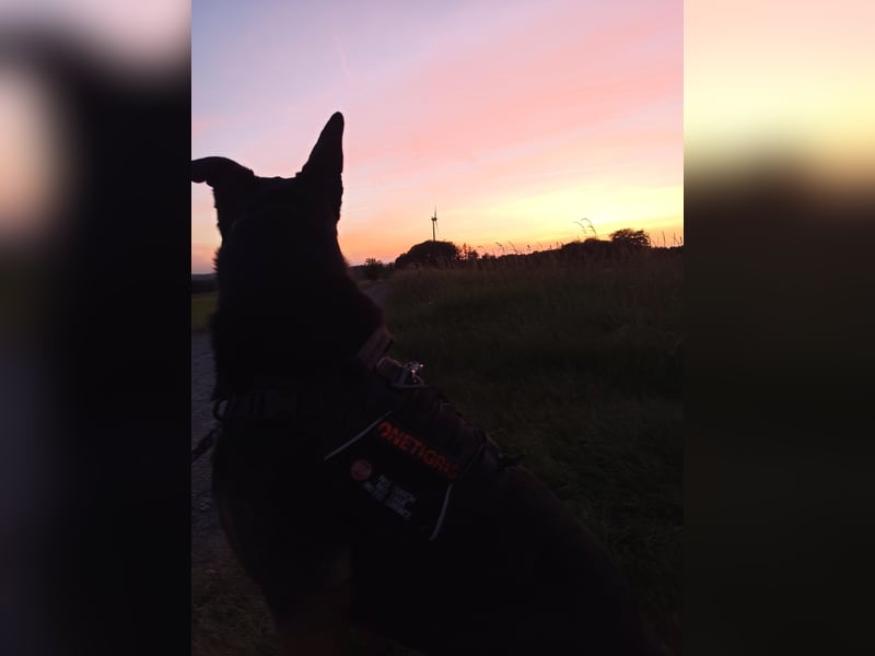 Malinois Mix sucht neues Zuhause