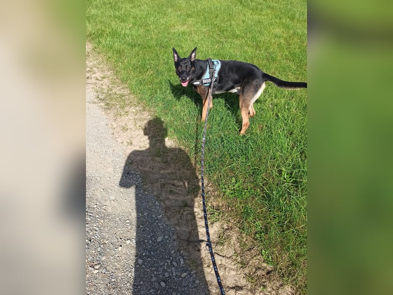 Malinois Mix sucht neues Zuhause