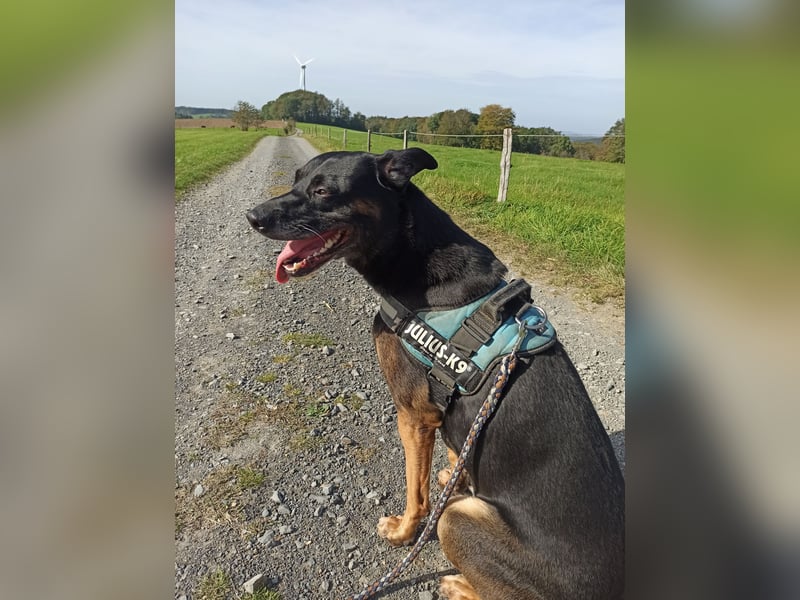 Malinois Mix sucht neues Zuhause