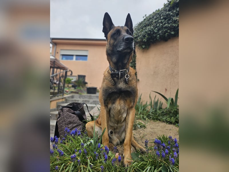 Malinois Deckrüde ( kein Verkauf)