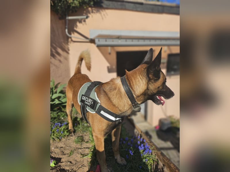 Malinois Deckrüde ( kein Verkauf)