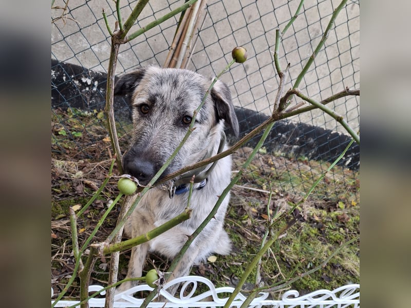 aktive Junghündin sucht ein Zuhause fürs Leben