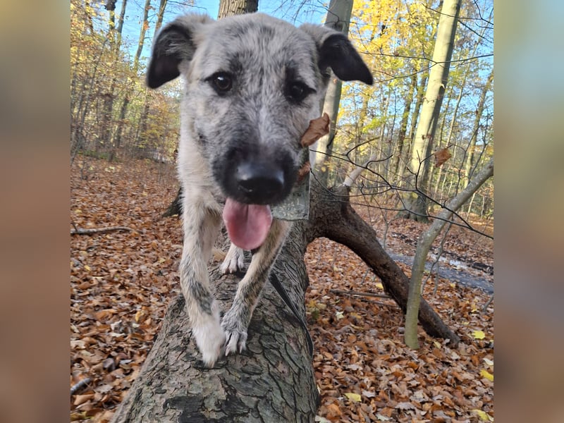 aktive Junghündin sucht ein Zuhause fürs Leben