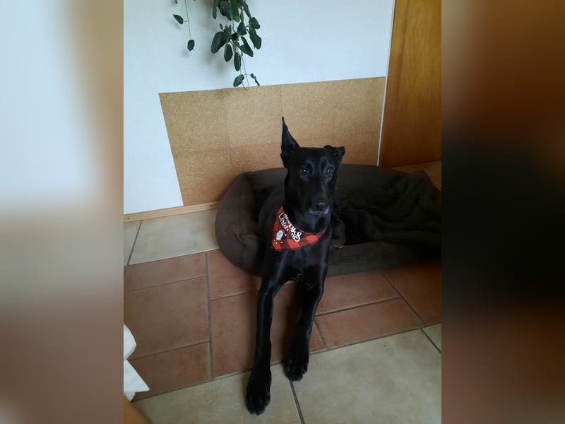Malinois Welpen