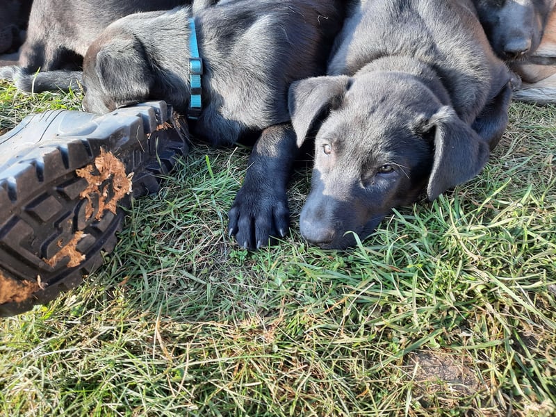 Malinois Welpen