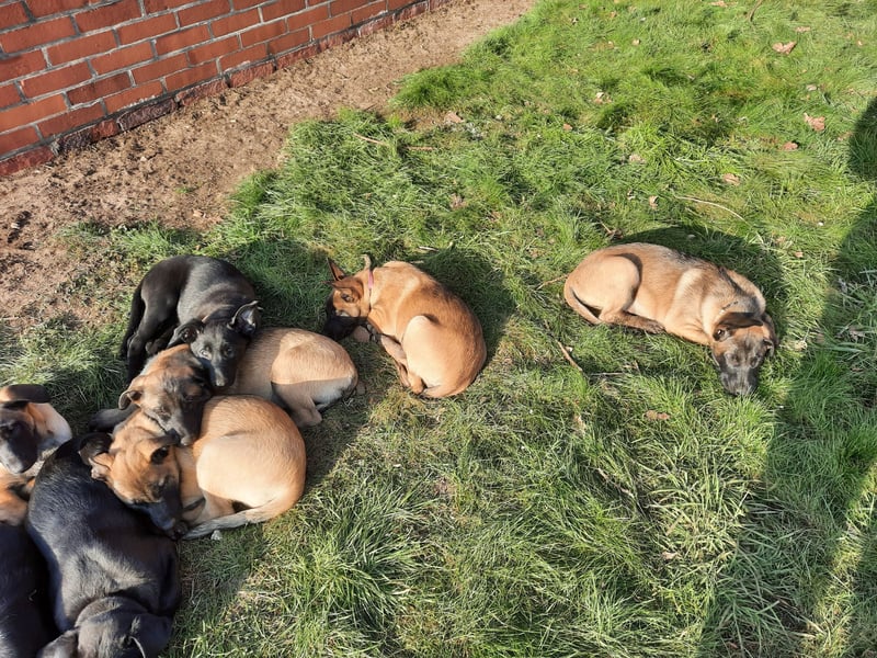 Malinois Welpen