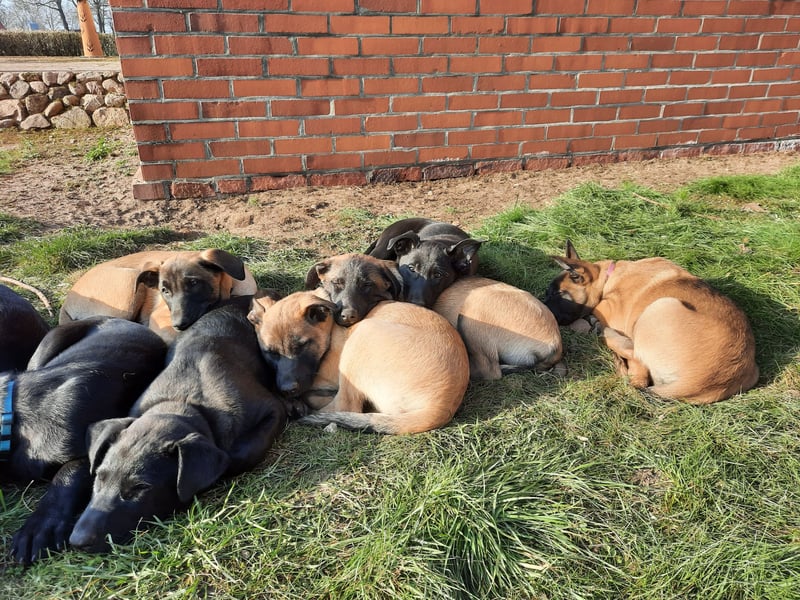 Malinois Welpen