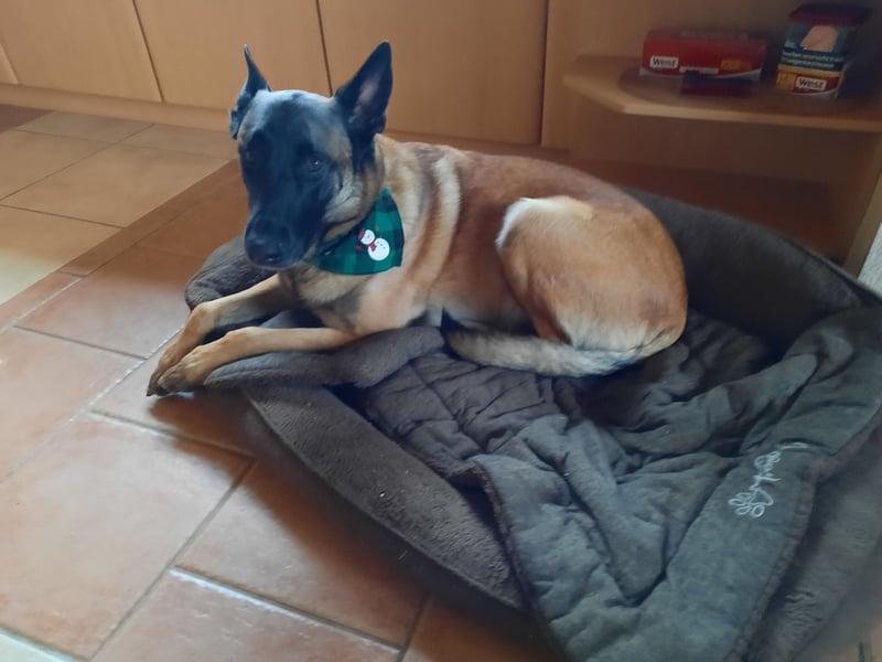 Malinois Welpen