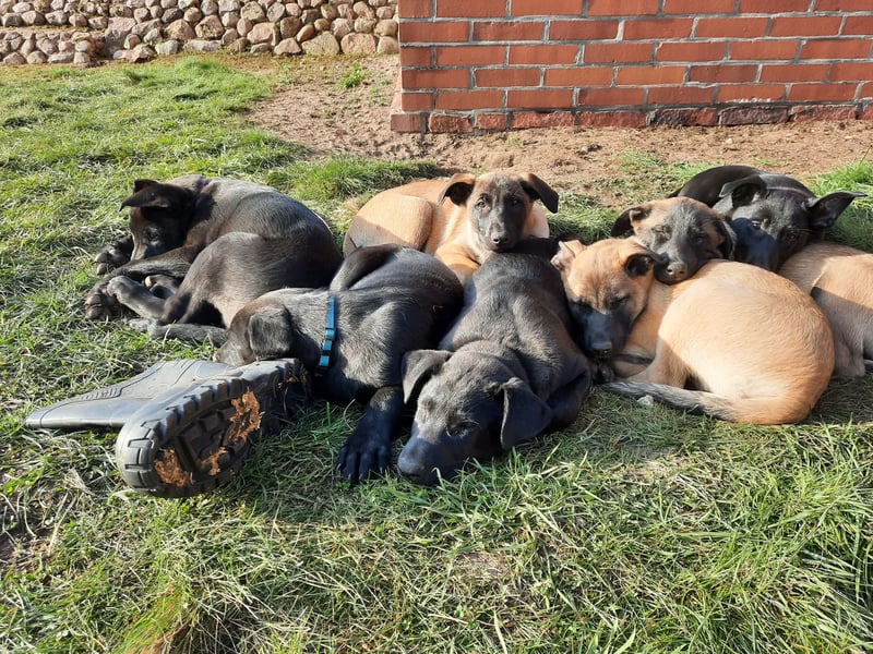 Malinois Welpen