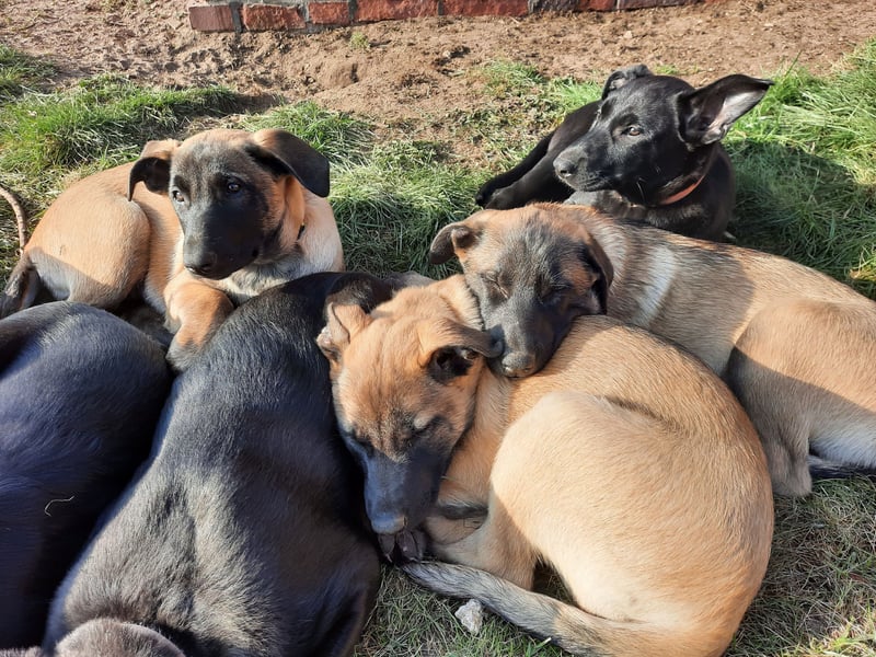Malinois Welpen