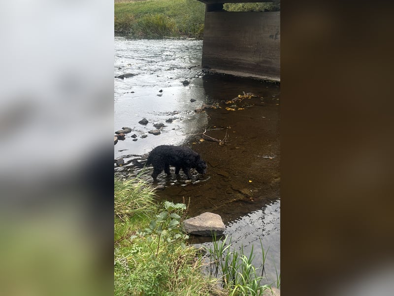 Bergamasker Hirtenhund Hündin