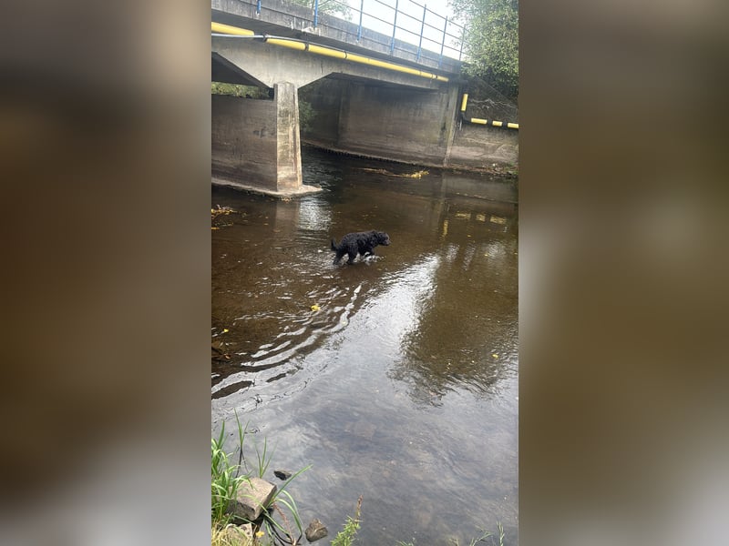 Bergamasker Hirtenhund