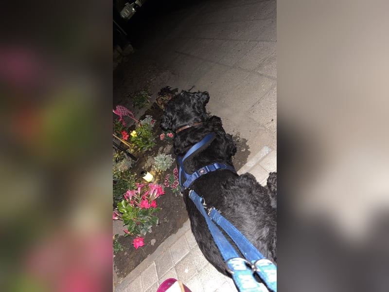 Bergamasker Hirtenhund Hündin
