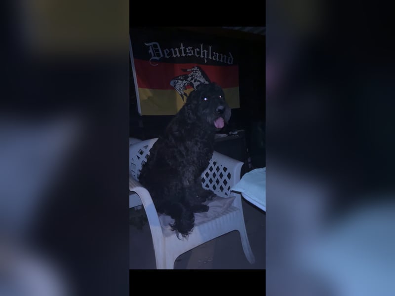 Bergamasker Hirtenhund Hündin