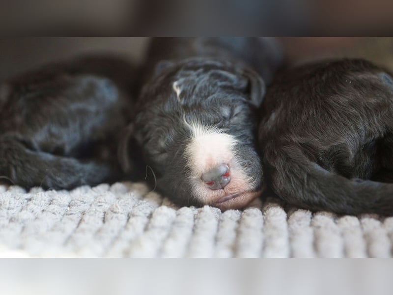 Bergadoodle Bergamasker Barbet Mix Bergamasco Franz. Wasserhund Doodle Allergiker nicht haarend