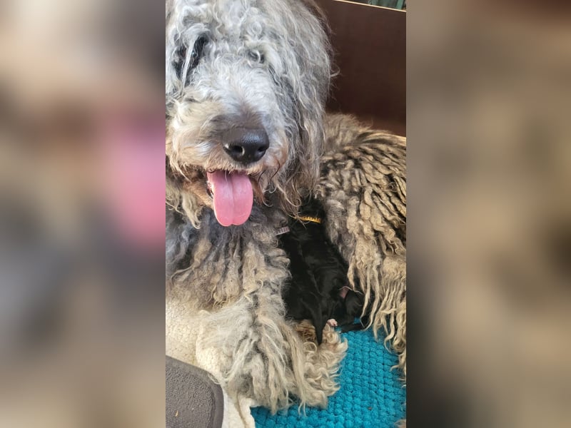 Bergadoodle Bergamasker Barbet Mix Bergamasco Franz. Wasserhund Doodle Allergiker nicht haarend