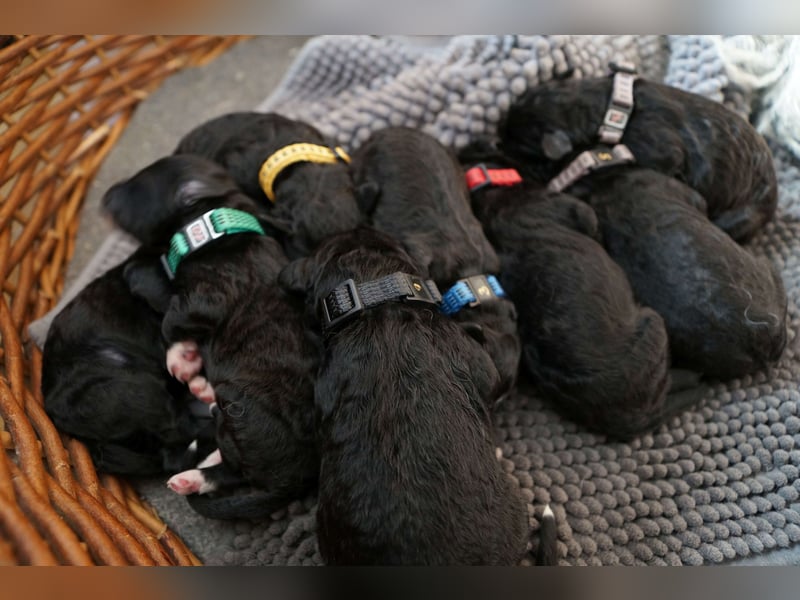 Bergadoodle Bergamasker Barbet Mix Bergamasco Franz. Wasserhund Doodle Allergiker nicht haarend