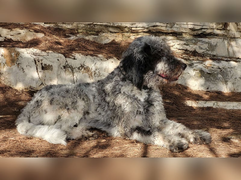 Bergadoodle Bergamasker Barbet Mix Bergamasco Franz. Wasserhund Doodle Allergiker nicht haarend