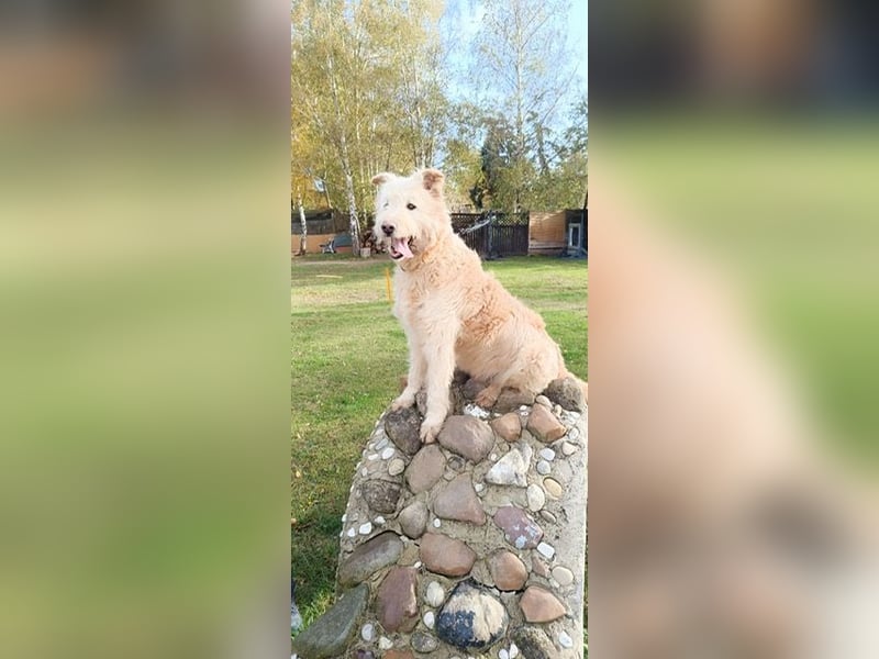Messi, ein Hund mit viel Potential und einfach nur lieb