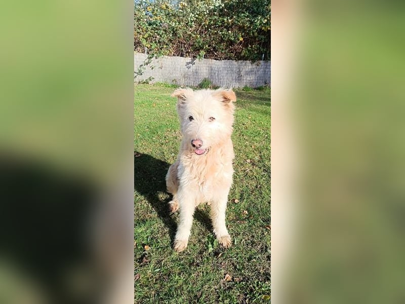Messi, ein Hund mit viel Potential und einfach nur lieb