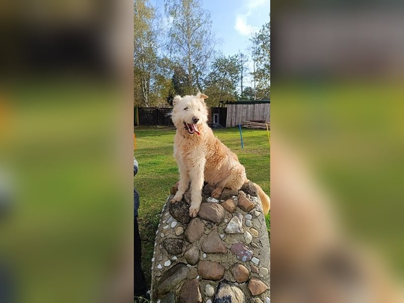 Messi, ein Hund mit viel Potential und einfach nur lieb