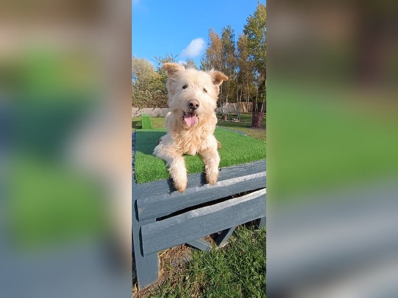 Messi, ein Hund mit viel Potential und einfach nur lieb