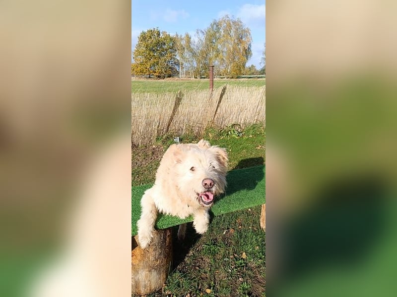 Messi, ein Hund mit viel Potential und einfach nur lieb