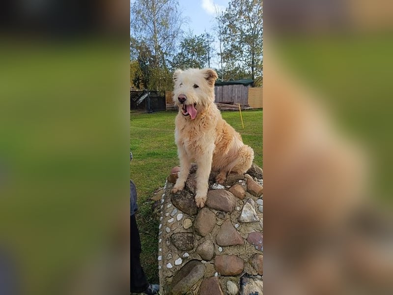 Messi, ein Hund mit viel Potential und einfach nur lieb