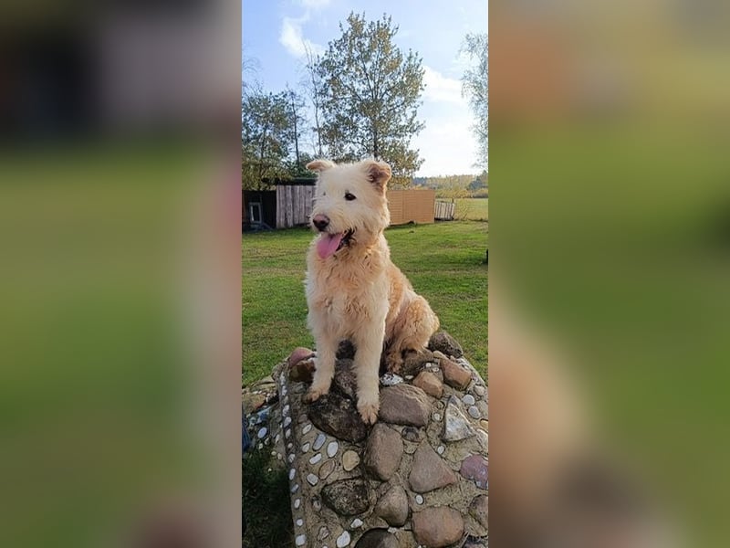 Messi, ein Hund mit viel Potential und einfach nur lieb