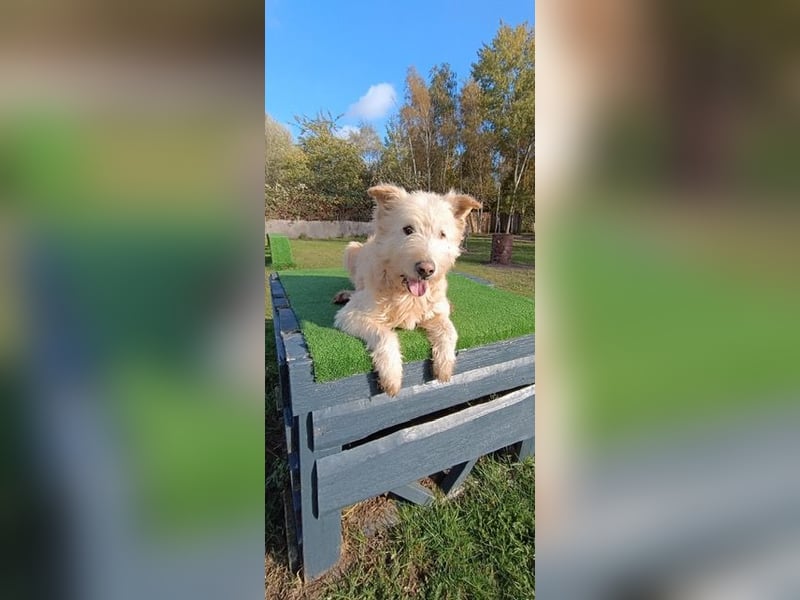 Messi, ein Hund mit viel Potential und einfach nur lieb