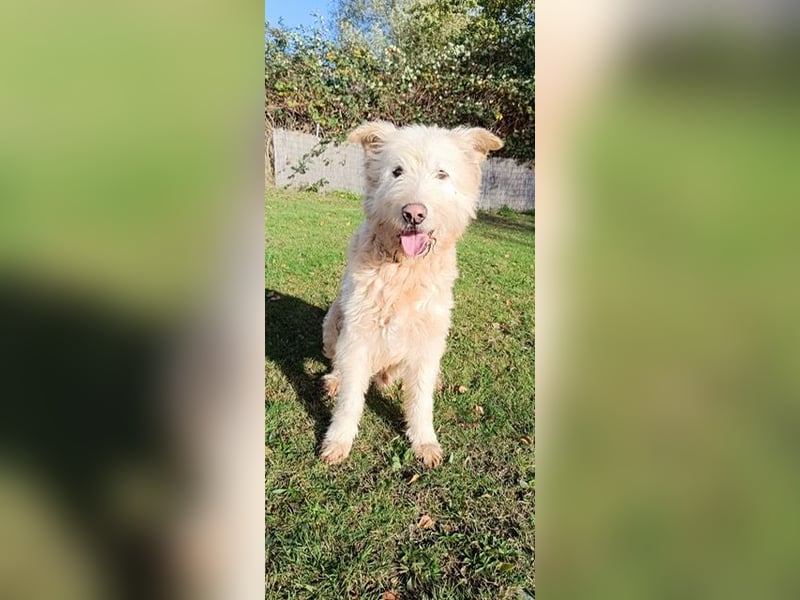Messi, ein Hund mit viel Potential und einfach nur lieb