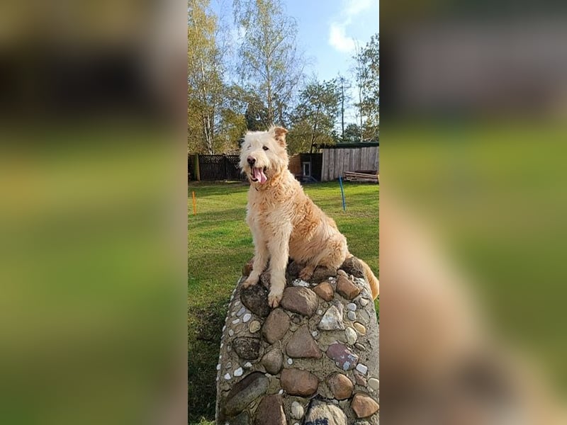 Messi, ein Hund mit viel Potential und einfach nur lieb