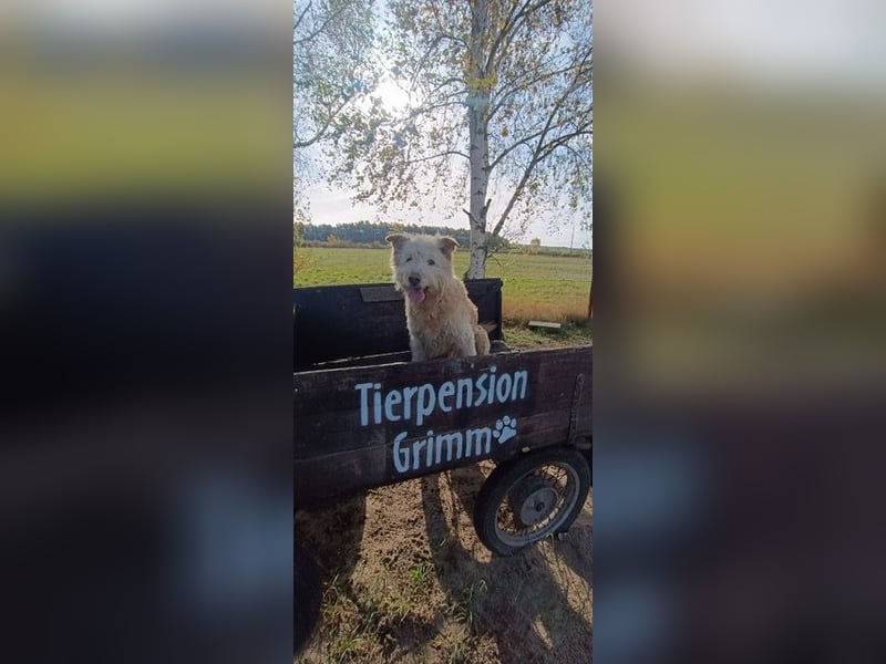 Messi, ein Hund mit viel Potential und einfach nur lieb