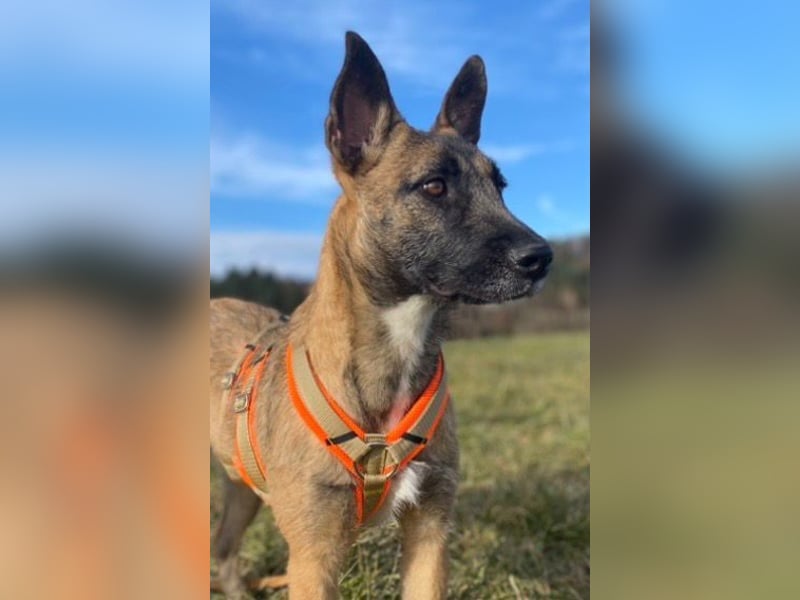 Molly, sucht ihre Menschen