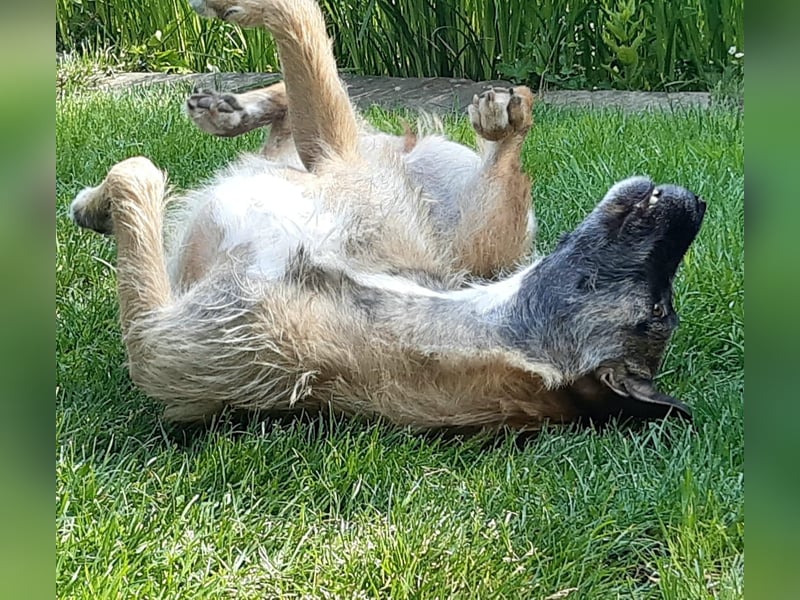 Molly, sucht ihre Menschen