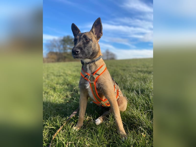 Molly, sucht ihre Menschen
