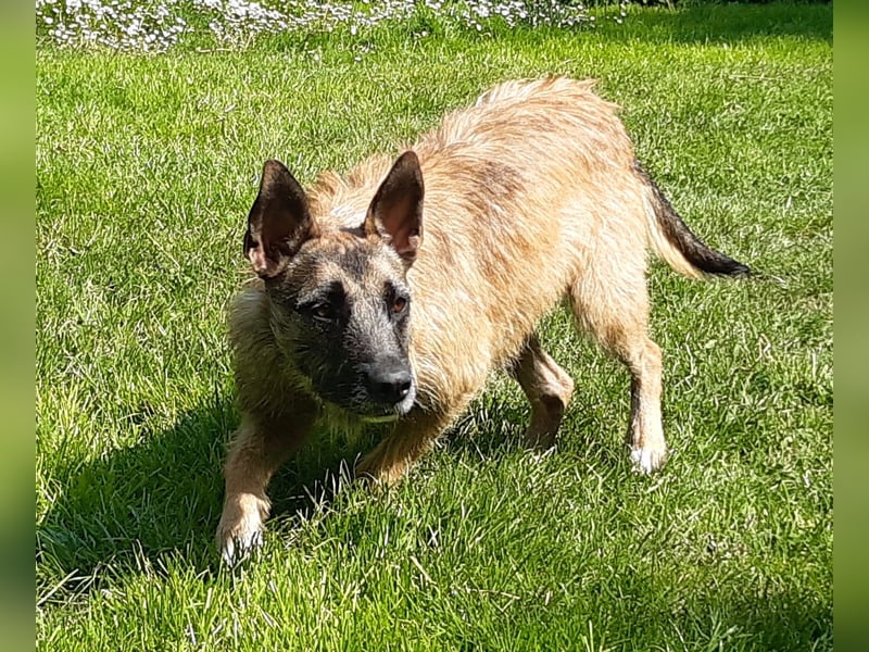 Molly, sucht ihre Menschen