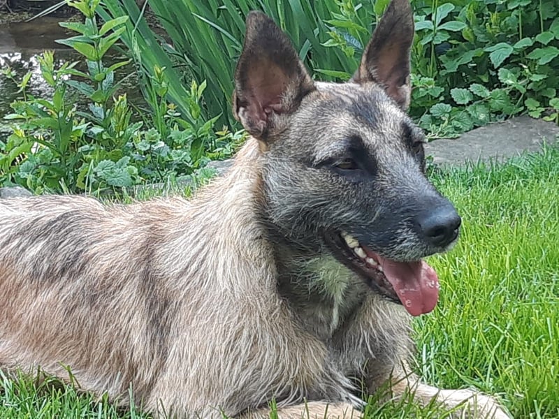 Molly, sucht ihre Menschen