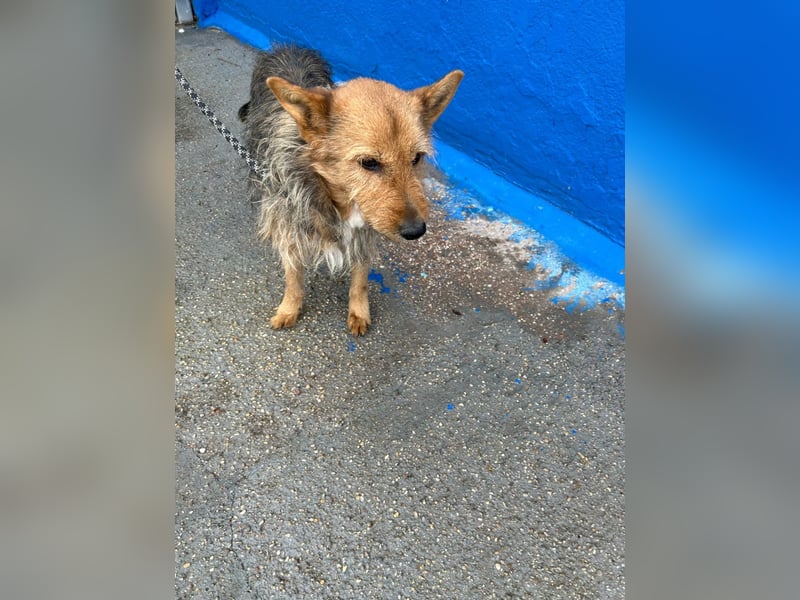 Löwe, ein liebenswerter Zottel