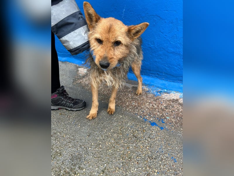 Löwe, ein liebenswerter Zottel