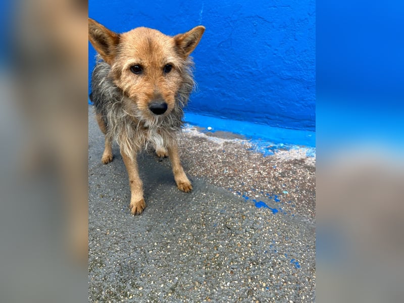 Löwe, ein liebenswerter Zottel