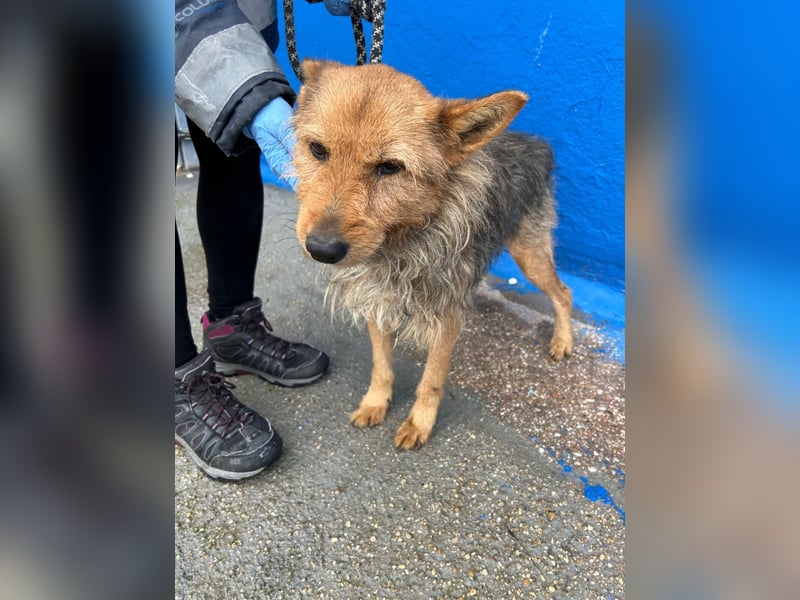 Löwe, ein liebenswerter Zottel