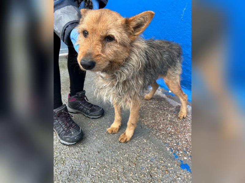 Löwe, ein liebenswerter Zottel