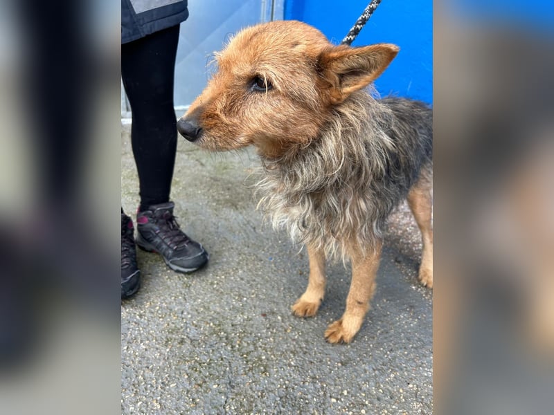 Löwe, ein liebenswerter Zottel