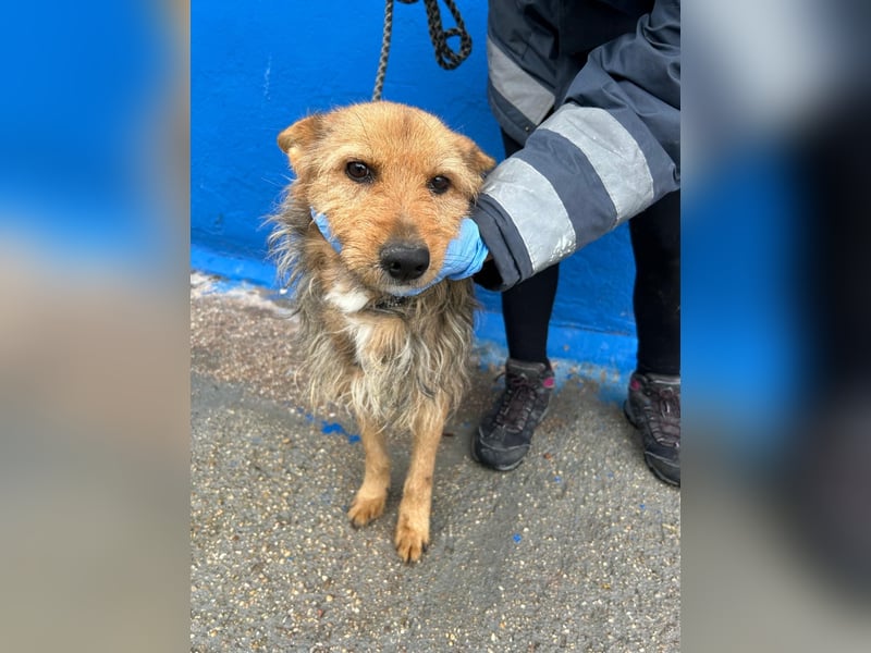 Löwe, ein liebenswerter Zottel