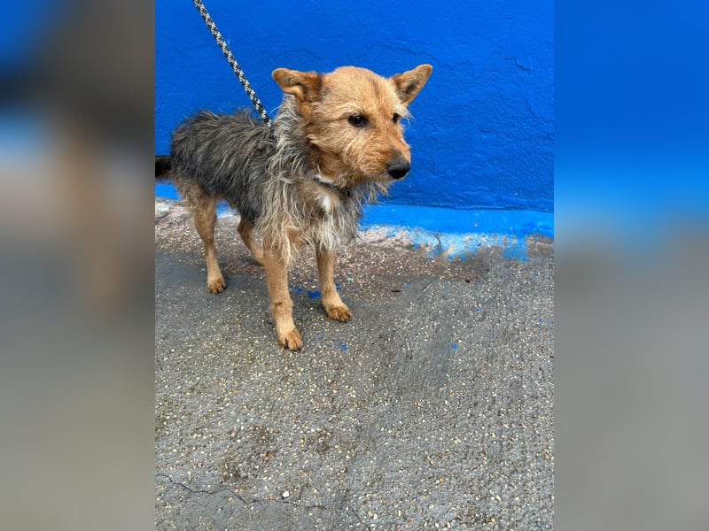 Löwe, ein liebenswerter Zottel