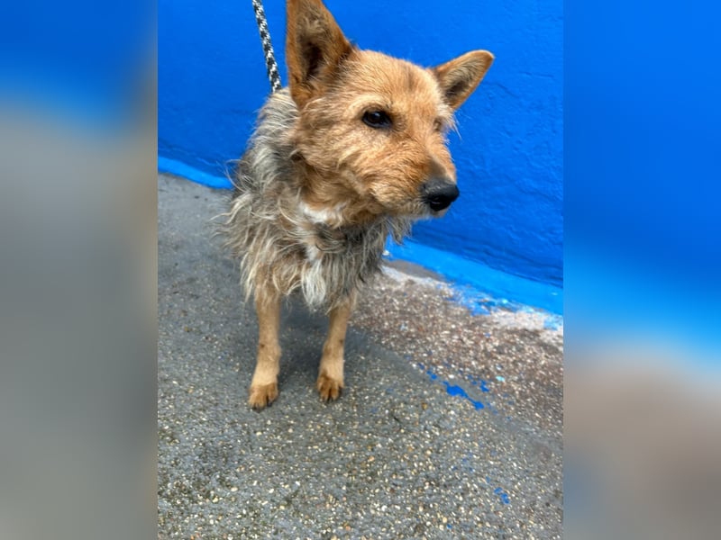 Löwe, ein liebenswerter Zottel