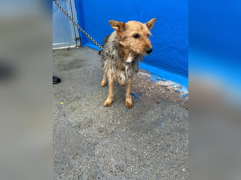 Löwe, ein liebenswerter Zottel